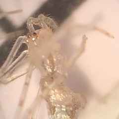 Larinia directa