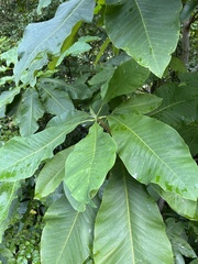 Magnolia tripetala
