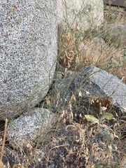 Epilobium brachycarpum