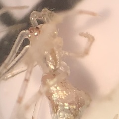 Larinia directa