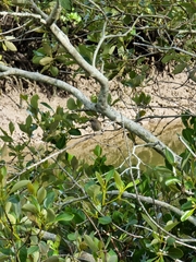 Lichmera indistincta