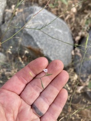 Epilobium brachycarpum