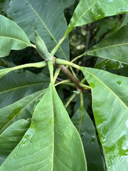 Magnolia tripetala