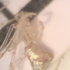 Larinia directa