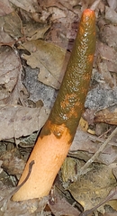 Mutinus elegans