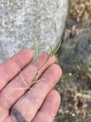 Epilobium brachycarpum