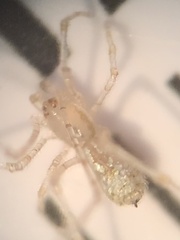 Larinia directa