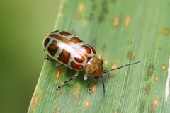 Exora olivacea