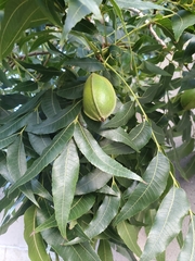 Carya illinoinensis
