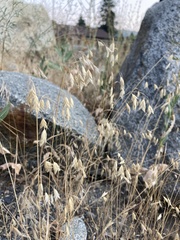 Bromus japonicus
