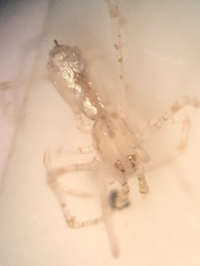 Larinia directa
