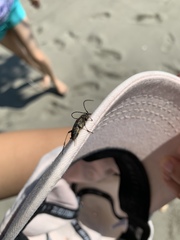 Etorofus obliteratus