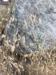 Bromus japonicus