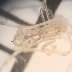 Larinia directa