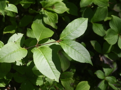 Viburnum cassinoides