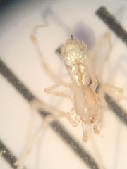 Larinia directa