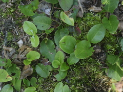 Epigaea repens