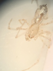 Larinia directa