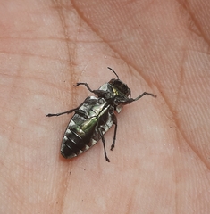 Actenodes reichei