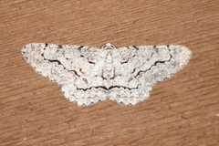 Stenoporpia pulmonaria