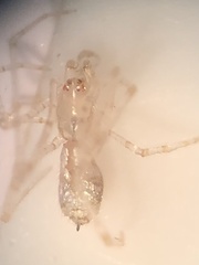 Larinia directa
