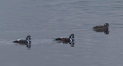 Histrionicus histrionicus