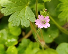 Geranium molle