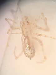 Larinia directa