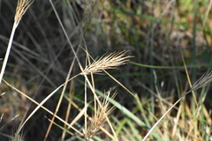 Elymus virginicus