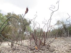 Lepidobolus drapetocoleus