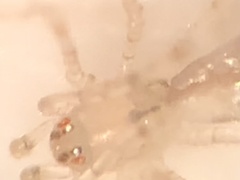 Larinia directa