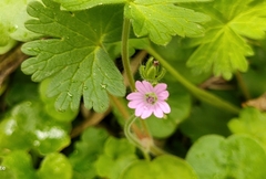 Geranium molle