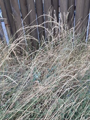 Thinopyrum intermedium