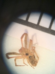 Larinia directa