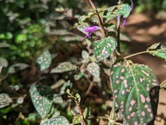 Acanthaceae
