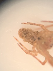 Larinia directa