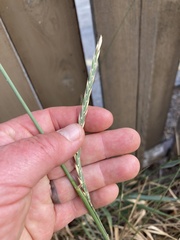 Thinopyrum intermedium