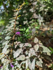 Acanthaceae