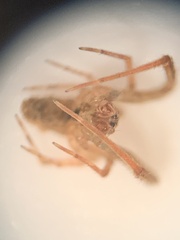 Larinia directa