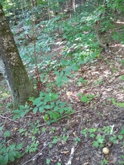 Retiboletus ornatipes