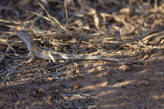 Diporiphora magna