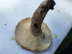 Lactarius uvidus