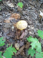 Retiboletus ornatipes