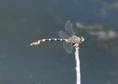 Phyllogomphoides stigmatus