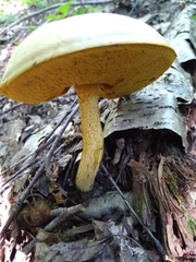 Retiboletus ornatipes