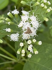 Petrophila canadensis