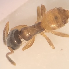 Tapinoma melanocephalum