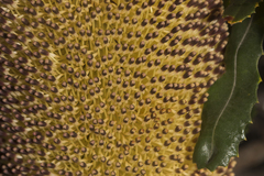 Banksia media