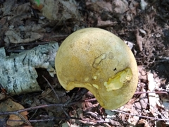 Retiboletus ornatipes