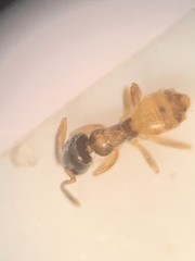 Tapinoma melanocephalum